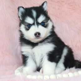 Pomsky Puppies from Palm Tree Pomskies