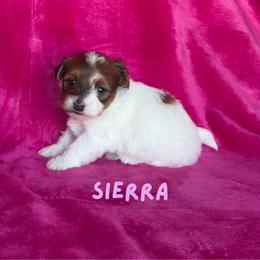 Girl 2 - female Havanese puppy in Fielding, Utah from LUCKY HAVANESE
