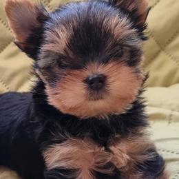 Yorkshire Terrier Puppies from Real Yorkies of NorCal