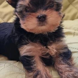 Yorkshire Terrier Puppies from Real Yorkies of NorCal