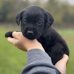 Butch - Black male Labrador Retriever puppy in Garnett, Kansas from Timberland Creek Labradors