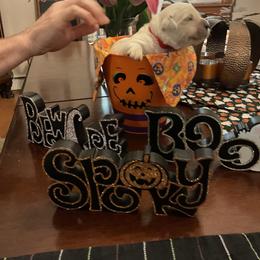 Golden Retriever Puppies from Tupelo Honey Farm's Golden Retrievers