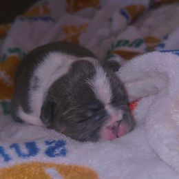 French Bulldog Puppies from Frenchie Wednesdays