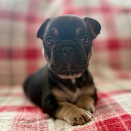 Lola - Black and tan female French Bulldog puppy in Greeley, Colorado from Mandy Moon French Bulldogs