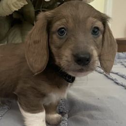 Dachshunds from Salt Creek Dachshunds