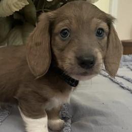 Dachshunds from Salt Creek Dachshunds