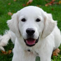 Golden Retrievers from Tilly Puppies