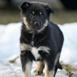 Pink Girl - Säde - Black and tan female Lapponian Herder puppy in Prattsburgh, New York from Maalattu Koirankoppi Lapponian Herders
