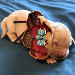 Ms. Purple - Golden female Golden Retriever puppy in Brentwood, California from Golden M Family Farms