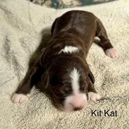 Kit Kat - Brown and white female Bernedoodle puppy in Royse City, Texas from Platinum Bernedoodles of Texas