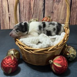 Splash - Blue merle white and tan Collie puppy in Waterville, Iowa from Lisa’s Lassies