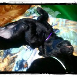 Golden Retriever and Labrador Retriever Puppies from Sutter Bay Retrievers