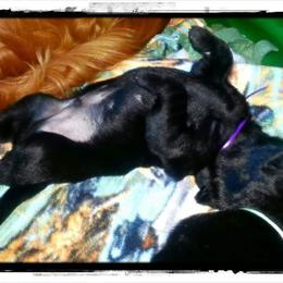 Golden Retriever and Labrador Retriever Puppies from Sutter Bay Retrievers