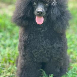 Black Gold Homeymoon - Black female Poodle puppy in Leesville, Louisiana from BlackGoldToyPoodles