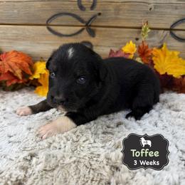 Toffee - Black tri-color male Australian Shepherd puppy in El Dorado Springs, Missouri from OR Aussies