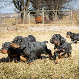 Gordon Setter Puppies from Blue Ribbon Setters
