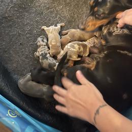 Dachshund puppies from Bonded Oaks Doxies
