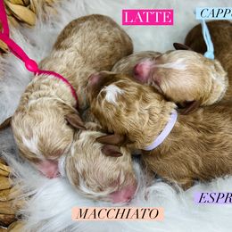 Aussiedoodle and Goldendoodle Puppies from Hot Springs Kennels