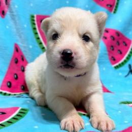 AKC Fiji - White female Siberian Husky puppy in Centreville, Maryland from Huskies By the Bay