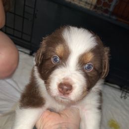 Australian Shepherd Puppies from Southern Sky Aussies
