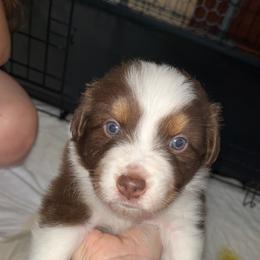 Australian Shepherd Puppies from Southern Sky Aussies