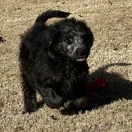 Donner - Black male Labradoodle puppy in Monticello, Georgia from Daylin’s Doodles & Labradors