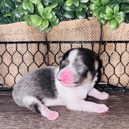 Blu tri - Blue and tan male Pomeranian puppy in Fayetteville, North Carolina from Tar-heel Poms
