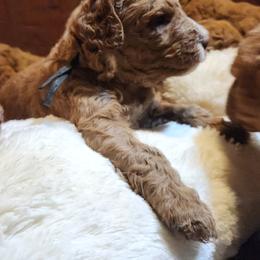 Miles - Apricot male Labradoodle puppy in Fostoria, Michigan from North Country Kennel Club