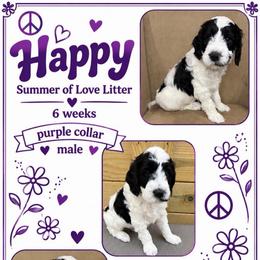 Happy - Parti male Goldendoodle puppy in Frostproof, Florida from Lover Dover Doodles