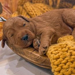 Boy 3 - male Goldendoodle puppy in Iola, Texas from Supreme Doodles of Texas