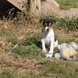 Rat Terrier Puppies from River Ridge Rat Terriers