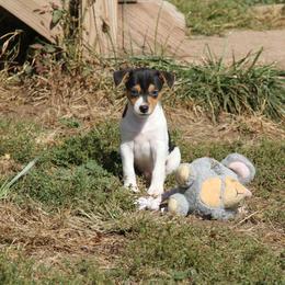 Rat Terrier Puppies from River Ridge Rat Terriers