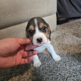 Peta - Black tan and white male Beagle puppy in Greenwood, Missouri from Nukee's Beagles dachshunds Corgis