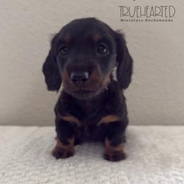 Patsy - Guardianship Home - Black and tan female Dachshund puppy in Royse City, Texas from Truehearted Miniature Dachshunds
