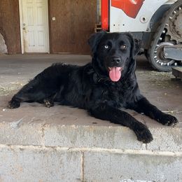 Hoss - Australian Shepherd