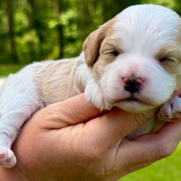 Butter - Blenheim male Cavapoo puppy in Newville, Alabama from Southeast cavapoos