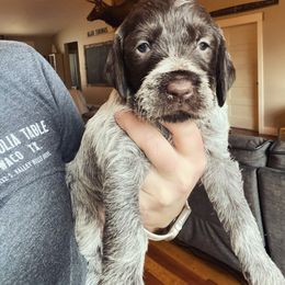Wirehaired Pointing Griffon Puppies from Anyan Lodge Pups