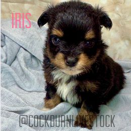 Iris - Black tri female Toy Australian Shepherd puppy in Gillette, Wyoming from Cockburn’s Toy and Mini Australian Shepherds