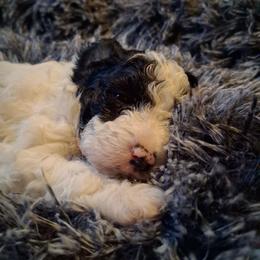 Michelangelo - Black and white male Companion Cross puppy in Macon, Georgia from Shipoo Lane