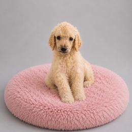 Angel - Cream female Poodle puppy in Washington, Pennsylvania from Patriotic Poodles