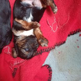 Lucky - Black and tan Yorkshire Terrier puppy in Redford Township, Michigan from Childress Yorkies