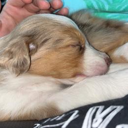 Australian Shepherd Puppies from Southern Sky Aussies