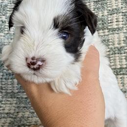 Lennox - Parti male Miniature Schnauzer puppy in Bluffdale, Utah from Mountain Point Schnauzers