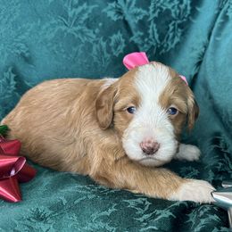 Girl 4 - female Bernedoodle puppy in Cody, Wyoming from Yellowstone Breeders