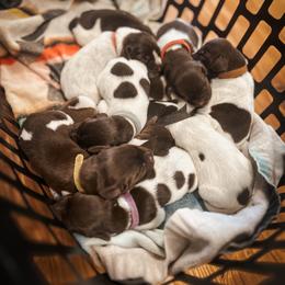 German Shorthaired Pointer Puppies from The W5 Ranch
