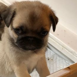 Teddy - Fawn male Pug puppy in Leland, North Carolina from JR’s Pugs
