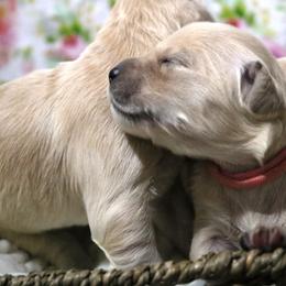 Golden Retriever Puppies from Golden Meadows of Utah