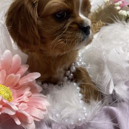 Hazel - Ruby Cavalier King Charles Spaniel puppy in Texarkana, Arkansas from Miller's Cavaliers