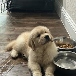 Golden Retriever Puppies from Dogwood Springs Golden Retrievers