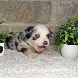 Jade - Blue merle female Miniature Australian Shepherd puppy in Floresville, Texas from The Blessed Barnyard